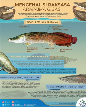 Heboh Ikan Predator Arapaima Gigas di Sungai Brantas – idealoka
