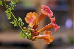 trumpet-vine1-400x265